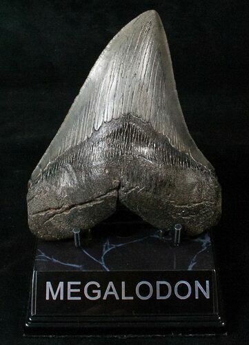 Robust Megalodon Tooth #16569